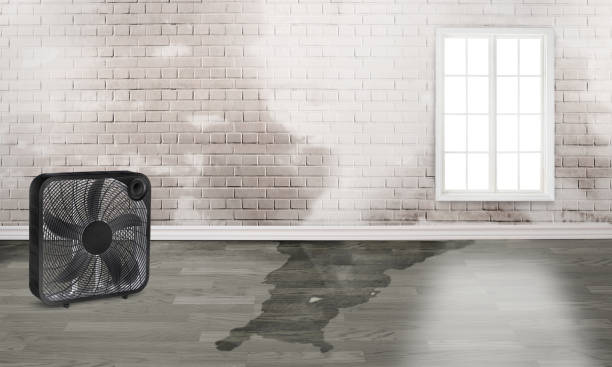 Best Water damage restoration company  in Southchase, FL